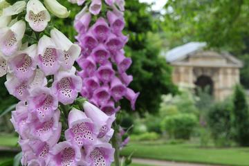 Foxglove flowers in the Botanic Garden